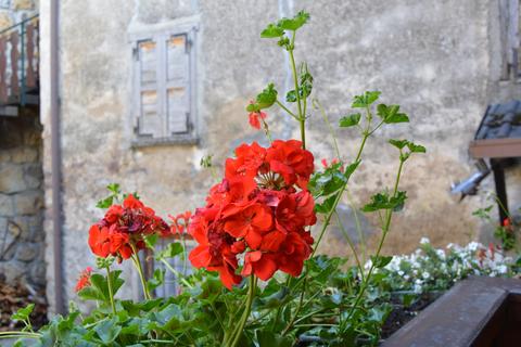 Pelargonium